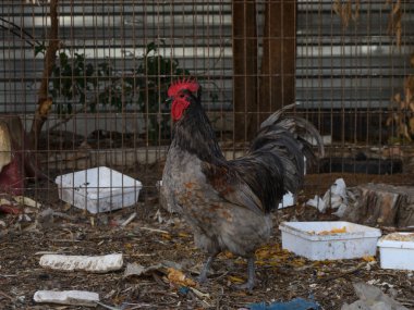 Gururlu bir horoz, alacakaranlıkta yiyecek kalıntıları ve harap olmuş çitlerle çevrili kırsal bir çiftliği keşfeder..