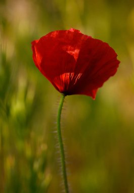 Sersemletici kırmızı bir gelincik, sakin bir bahar öğleden sonrasında hafif güneş ışığıyla aydınlanan yemyeşil bir çayırda dimdik ayakta duruyor..