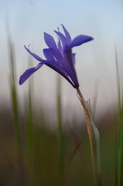 Çarpıcı bir mor çiçek alacakaranlıkta etrafındaki çimlerin üzerinde güzelliğin bir anını yakalar..