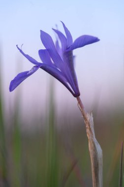 Narin mor yapraklar, sabah ışığında açılır, sakin bir açık havada, yumuşak yeşilliklerle çevrili..