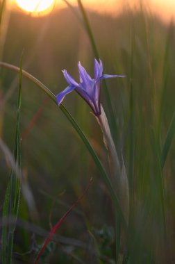 Yalnız bir mor çiçek, gün batımında sıcak, altın bir parıltı yayarken uzun otların arasından zarif bir şekilde yükselir..