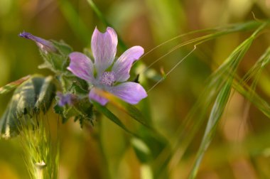 Yumuşak pembe bir kır çiçeği gururla durur, ufukta güneş batarken uzun altın otların arasında..