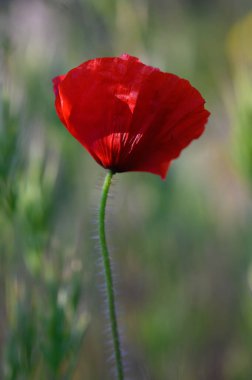 Çarpıcı kırmızı bir gelincik, yemyeşil bir yeşilliğin ortasında, bir yaz gününde altın güneş ışığının tadını çıkarıyor..