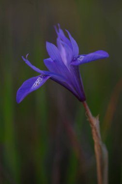 Narin mor yapraklar, sakin bir çayırda açılır alacakaranlıkta sıcak güneş ışığıyla yıkanır..