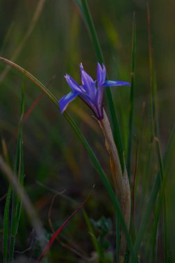Çarpıcı bir mor çiçek zümrüt bıçaklardan zarif bir şekilde yükselir, batan güneşin sıcak parıltısıyla aydınlanır..