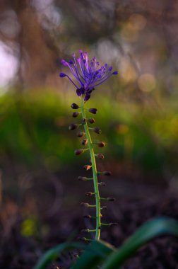 Mor yalnız bir kır çiçeği, gecenin altın saatinde bulanık yeşil bir manzaraya karşı zarafetle yükselir..