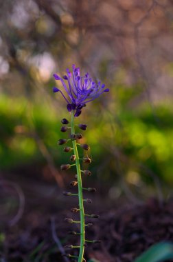 Narin kır çiçekleri, etrafındaki yumuşak, bulanık yeşilliğin ortasında, gökyüzüne doğru uzanan canlı mor taç yapraklarıyla açar..