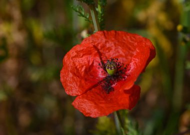Parlak kırmızı bir gelincik, yazın sıcacık güneşinde güneşlenen altın otların arka planına karşı duruyor..