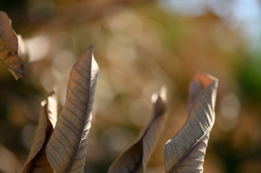 Güneş ışığında parıldayan yapraklar, sonbaharın özünü yakalar nazikçe sallanırken, doğanın huzurunu somutlaştırır..
