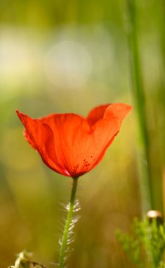 Tek bir parlak kırmızı gelincik yeşil otların arasında serpilmiş, yumuşak altın güneş ışığıyla aydınlanmış, sükuneti çağrıştıran.