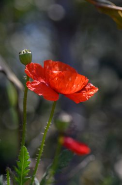 Parlak turuncu ve kırmızı gelincik çiçekleri dimdik ayakta, narin yaprakları, sakin bir bahçede güneş ışığını yakalıyor..