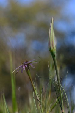 Güneş ışığı çayırı sıcağa ve güzelliğe boğarken canlı kır çiçekleri, baharın özünü yakalıyor..