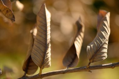 Kurumuş yapraklar yavaşça sallanırken güneş ışığı ağaçların arasından süzülür, sonbaharın değişiminin güzelliğini vurgular..