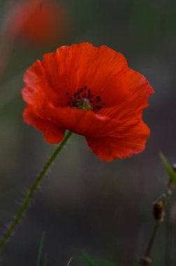 Canlı kırmızı bir gelincik narin bir arka plana karşı dimdik ayakta duruyor, alacakaranlığın güzelliğini narin yapraklarla yakalıyor..