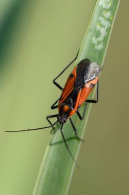 Çarpıcı kırmızı ve siyah bir böcek canlı yeşil bir yaprağın üzerinde duruyor, doğanın güzelliğinin karmaşık detaylarını gözler önüne seriyor..