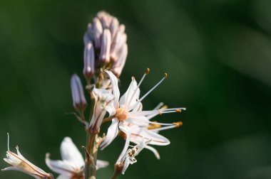 Güneş 'e doğru uzanan beyaz çiçekler, hayat dolu canlı bir bahar çayırında yeşil yapraklarla çevrili..