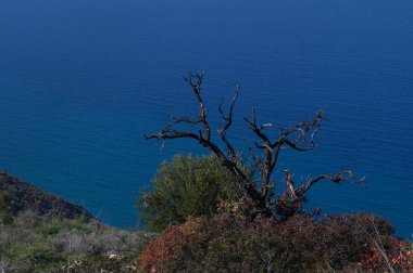 Sakin ve hareketli sulara bakan yıpranmış bir ağacın çarpıcı manzarası. Açık ve güneşli bir günde kıyı bölgesinde.