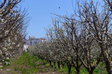 Çiçek açan meyve ağaçları parlak mavi bir gökyüzünün altında uzanır. Bu da baharın sakin bir ortamda gelişini gösterir..