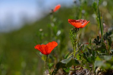 Parlak kırmızı gelincikler yemyeşil yaprakların üzerinde yükselir, güneşli bir çayırda güneşlenirler huzurlu bir öğleden sonra.