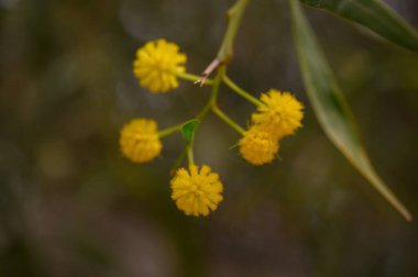 Zarif sarı çiçek kümeleri ince dallarda çiçek açar, yeşilliğin ortasında havayı neşe dolu renklerle doldurur. Güneş ışığı yaprakların arasından süzülüp sıcak bir atmosfer yaratır..