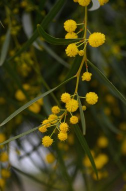 Parlak sarı çiçek kümeleri ince yeşil dallardan zarif bir şekilde sarkıyor ve sakin doğal ortamda çarpıcı bir kontrastlık yaratıyor..