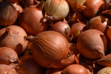 Hareketli bir pazarda hareketli soğanlar güneşli bir günde sonbahar hasadının zenginliğini yansıtır..