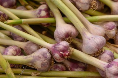 Çiftçiler aromatik sarımsak hasadını altın sabah güneşiyle parlayan hareketli bir pazarda sunarlar..