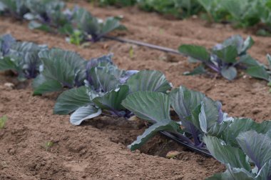 Canlı yeşil ve mor lahanalar zengin ve verimli topraklarda serpilmiş güzel bir günde sıcak güneş ışığının tadını çıkarıyorlar. Adanmış çiftçiler bu taze ürünü özenle yetiştiriyor..