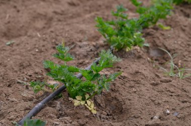 Narin kereviz filizleri nemli topraktan çıkar ve bahar güneşinin sıcaklığını emer. Bahçe, doğanın canlı yeşilliklerini gözler önüne seren hasat vaadiyle dolu..