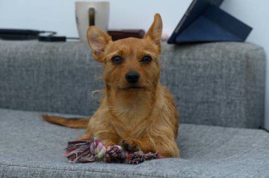 Küçük, oynak bir köpek yumuşak bir kanepede rahatça uzanır ve sıcak bir öğleden sonranın huzurunun tadını çıkarır. Sevimli yüzü ve parlak kürkü davetkar bir atmosfer yaratır..