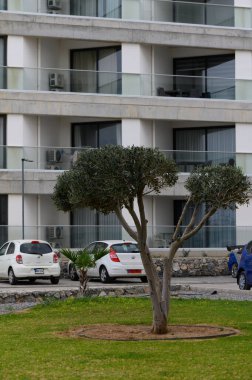 Benzersiz bir şekle sahip bir zeytin ağacı manikürlü otlarla çevrili, sakin bir gökyüzünün yakınına park edilmiş beyaz arabalar, kıyı bölgesinde sakin bir atmosfer yaratıyor..