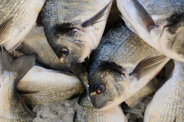 Çeşitli balık türleri, şafak vakti yoğun bir pazar atmosferiyle çevriliyken pırıl pırıl pullarını ve canlı renklerini sergilerler..