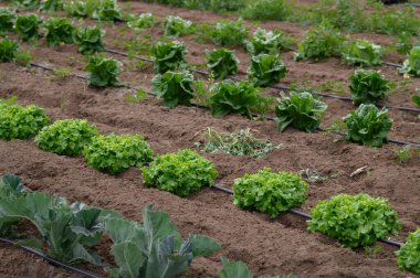 İyi organize edilmiş bir bahçede canlı marul ve sağlam lahana bitkileri serpilir. Güneş ışığı aşağı akar, zengin toprağı besler ve bahar boyunca sağlıklı büyümeyi teşvik eder..