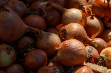 Taze, dolgun soğanlar rengarenk bir düzende istiflenir. Güneşin altında toprak tonlarını ve dokularını sergilerler..
