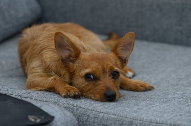 Küçük, tüylü bir köpek, yumuşak gri bir kanepede tembelce uzanır ve merakla çevreyi seyreder. Güneş ışığı içeri süzülür, dinlenmek için mükemmel sakin bir atmosfer yaratır..