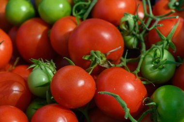 Bereketli kırmızı ve olgunlaşmamış yeşil domates kümeleri, yazın sonlarında yemyeşil sarmaşıkların arasında canlı renkleri sergiliyorlar..