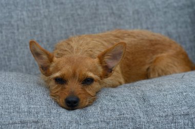 Altın kürklü küçük, tüylü bir köpek yumuşak, gri bir kanepede huzur içinde dinleniyor. Sıcak öğleden sonra güneş ışığı odaya sıçrıyor. Huzurlu ve rahat bir atmosfer yaratıyor. Rahatlamak için mükemmel..