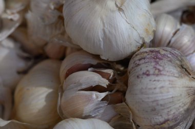 Gevrek sarımsak soğanları toplanır, canlı bir hasat gösterisinde toprak tonlarını ve dokularını sergilerler..