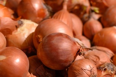 Altın sarısı soğanlar bir araya toplanmış, kırsal cazibelerini sergiliyorlar ve parlak güneş ışığı altında taze çiftlik kalitelerini sergiliyorlar..