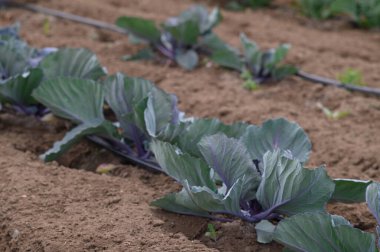 Yeşillik, yeşil lahana bitkileri düzenli sıralarda büyür. Bahçe ortamında sıcak güneş ışığı altında güneşlenirler. Topraksı topraklar büyümelerini desteklerken küçük otlar uzak tutuluyor..