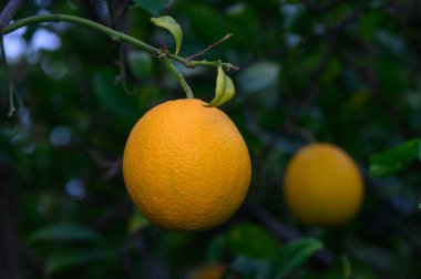 Şafağın narin ışığıyla aydınlatılan yeşil yaprakların arasında sallanan portakal suyu..