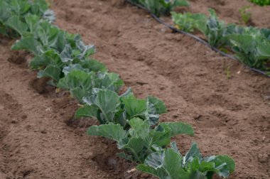 Yeni filizlenen lahana bitkileri zengin kahverengi topraklarda büyür ve güneşe uzanan yemyeşil yapraklar sergilerler. Bahar sıcaklığı bahçe sıralarında umut verici büyümeyi teşvik eder.