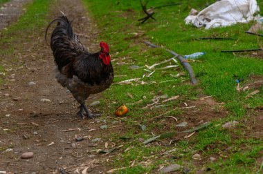 Cesur bir horoz toprak bir yolda kasıla kasıla yürüyor yemyeşil ve molozların arasında küçük bir meyve görüyor..