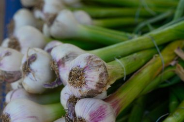 Kırsal bir sepetten dökülen yeşil saplı taze toplanmış sarımsak doğal güzelliğini ve tadını gözler önüne seriyor..
