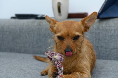 Küçük, neşeli bir köpek tüylü bir ip oyuncağıyla uğraşırken dudaklarını şakayla yalıyor. Mekan sıcak, davetkar bir oturma odası. Rahatlık ve cazibe yayıyor..