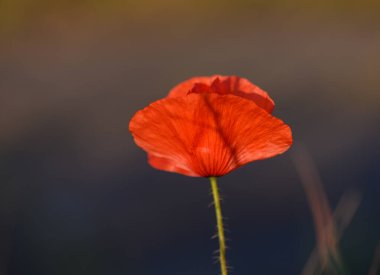 Yalnız kırmızı gelincik, yumuşak, bulanık bir arka plana karşı dimdik ayakta duruyor. Yumuşak bir çayırdaki sıcak güneş ışığıyla aydınlatılan narin yaprakları. Doğanın güzelliği huzur verir..