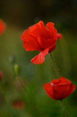 Bereketli yeşil bir çayırda, parlak kırmızı gelincikler öğleden sonra melteminde usulca sallanıyor. Yaprakları güneş ışığını yakalıyor ve çevrelerindeki taze yeşilliklere karşı çarpıcı bir kontrast oluşturuyor..