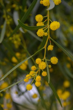 İnce yeşil gövdelerden sarkan parlak sarı çiçek kümeleri, güneşten sırılsıklam olmuş bir bahçede neşeli bir görüntü yaratarak arıları ve kelebekleri ziyaret etmeye davet ediyor..