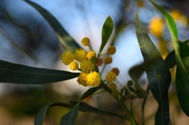 Zarif sarı çiçekler canlı yeşil yaprakların arasında çiçek açarak büyüleyici bir manzara yaratır. Güneş ışığı, bu huzurlu bahçe ortamındaki doğanın güzelliğini artırarak filtreler..