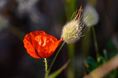 Çarpıcı kırmızı bir gelincik çiçeği, güneşli bir çayırda yumuşak, kabarık bir çimenin yanında zarifçe çiçek açar..